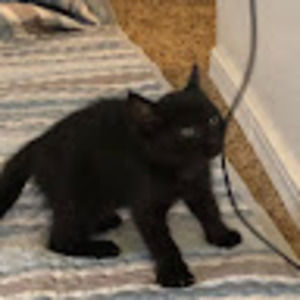 Meet your Posher, Cora